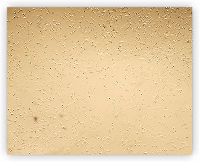 Abstract Image
