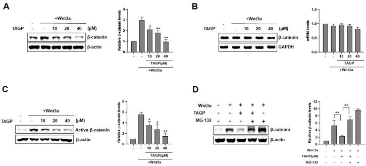 1,2,3,6-Tetra-O-Galloyl-β-D-Glucopyranose Induces Apoptosis and Ferroptosis in Colon Cancer Cells by Inhibiting the Wnt/β-Catenin Signaling Pathway.