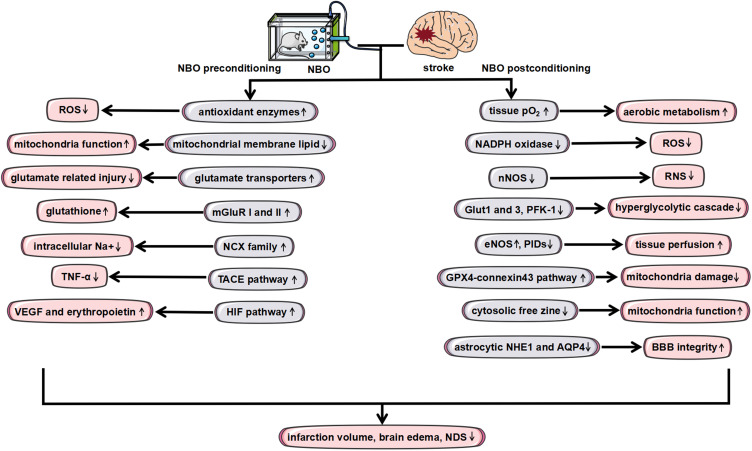 Normobaric Hyperoxia Therapy in Treating Stroke.