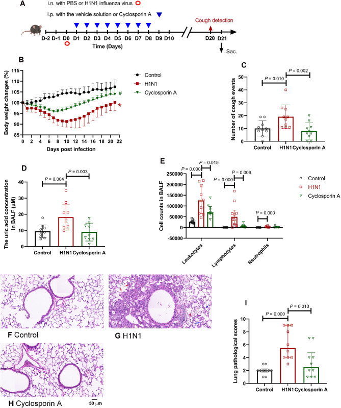Cyclosporin A alleviates influenza A (H1N1) virus-induced chronic pulmonary inflammation through decreasing IFN-γ-producing T lymphocytes.