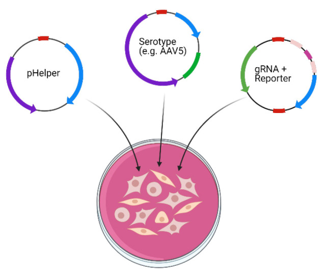 An Alternative Gene Editing Strategy Using a Single AAV Vector.