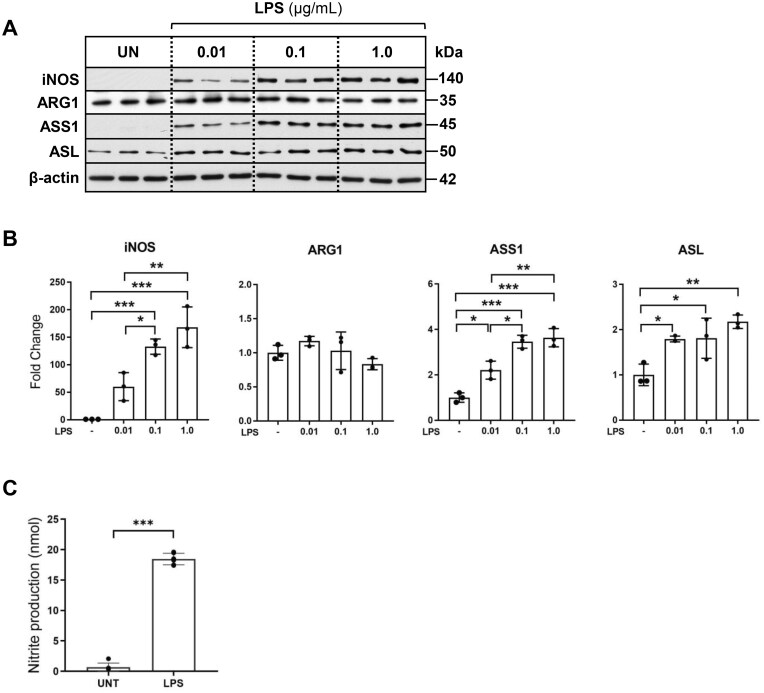 Exogenous arginine differentially regulates inflammatory cytokine and inducible nitric oxide synthase expression in macrophages.