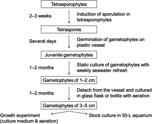 A Demonstration of Bromoform-Producing Gametophyte Culture for a Red Alga, Asparagopsis taxiformis in Laboratory Conditions