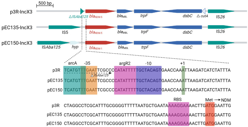 Highly Conserved Genetic Factors Regulating <i>bla</i><sub>NDM</sub> Gene Expression.