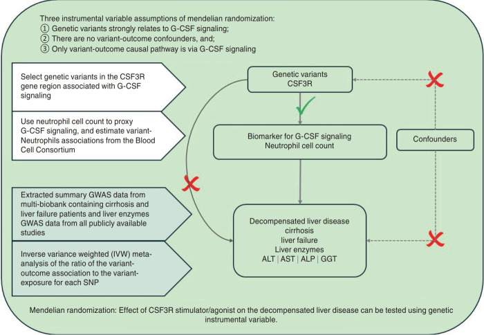 Mendelian randomization does not support the effects of G CSF on decompensated liver disease.