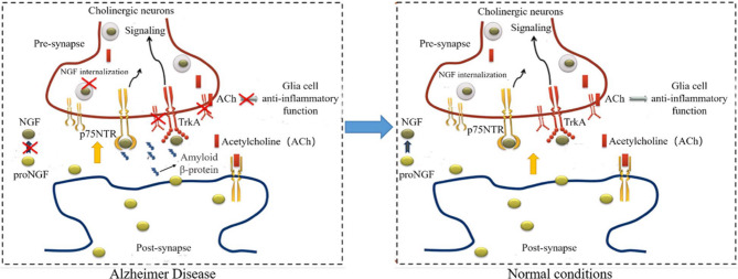 Correction to: Challenges and progress of neurodrug: bioactivities, production and delivery strategies of nerve growth factor protein.