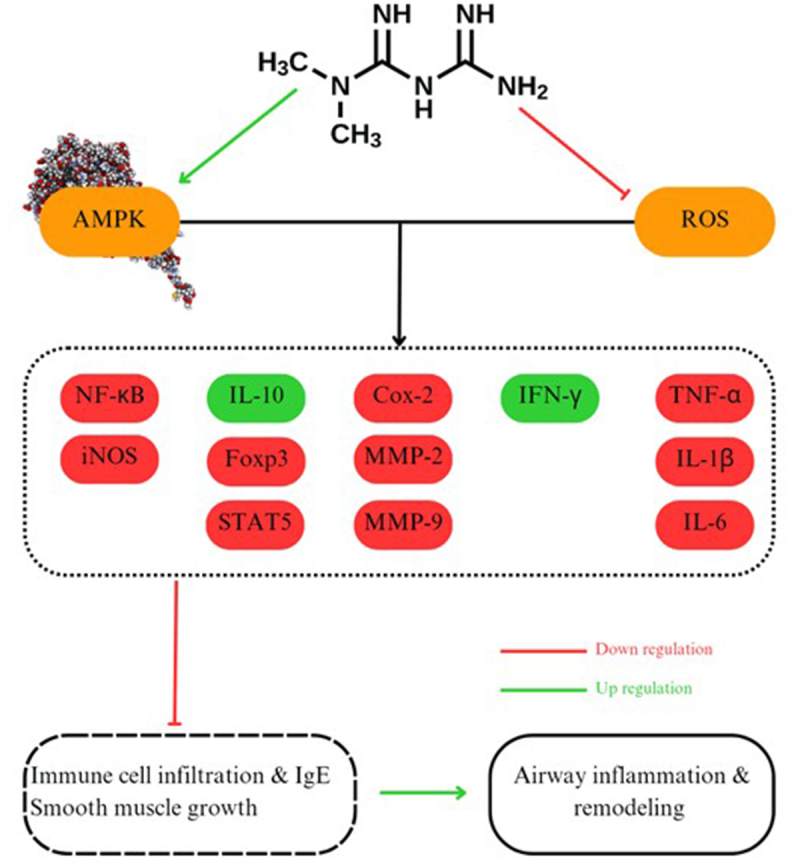 Metformin effects on respiratory and metabolic outcomes in asthma and metabolic syndrome: a double-blind, randomized, placebo-controlled clinical trial.