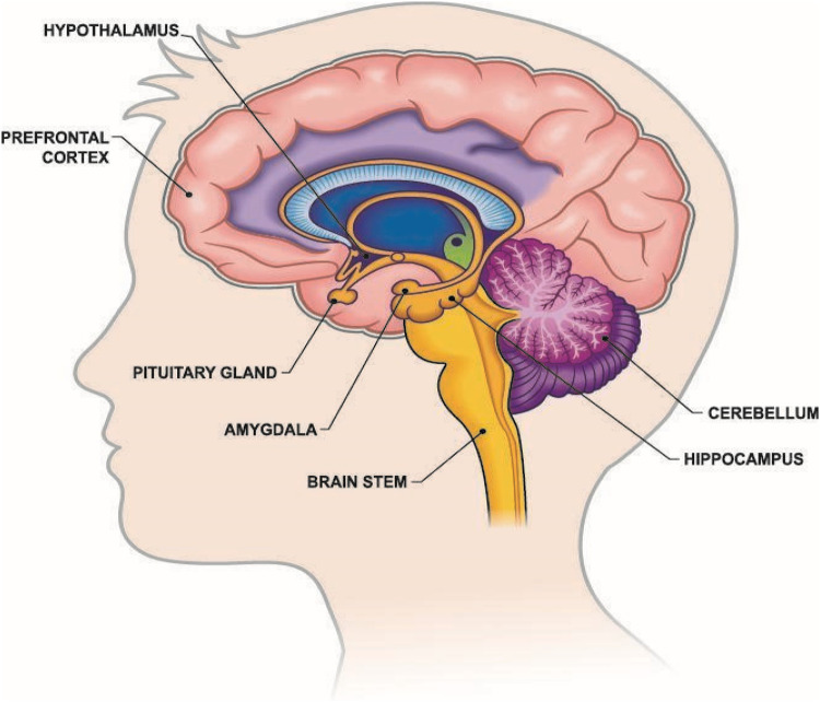 Havening: a psycho-sensory therapy for enhancing emotional resilience and psycho-emotional wellbeing across the perinatal period.