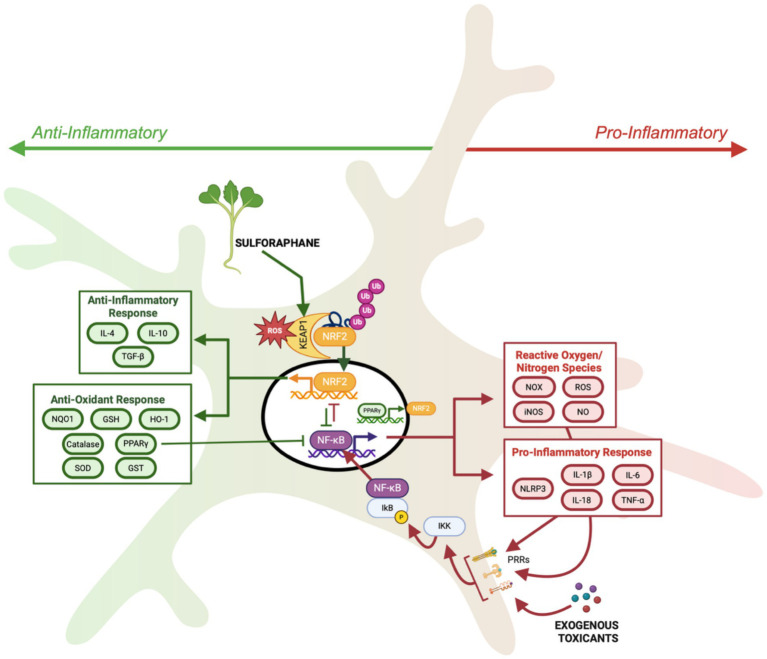 Broccoli for the brain: a review of the neuroprotective mechanisms of sulforaphane.