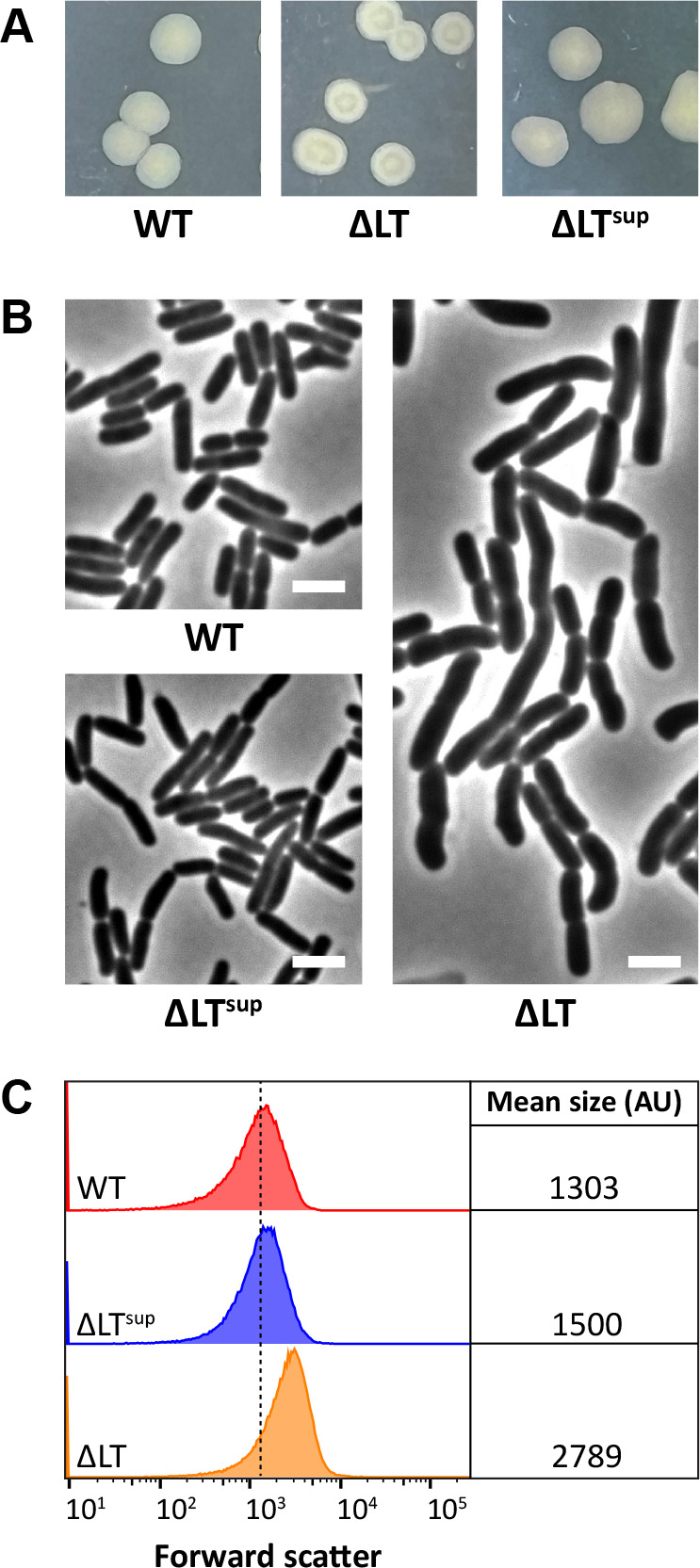 The DigH glycosyl hydrolase is conditionally required for daughter cell separation in <i>Escherichia coli</i>.