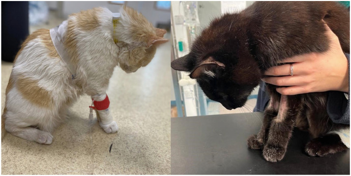 Cervical ventroflexion in cats: 86 cases (2003-2024).