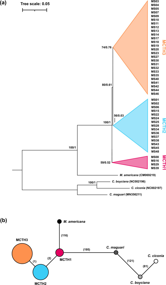 Genetic structure of the endangered milky stork (Mycteria cinerea) in Thailand with implications for captive breeding and reintroduction.