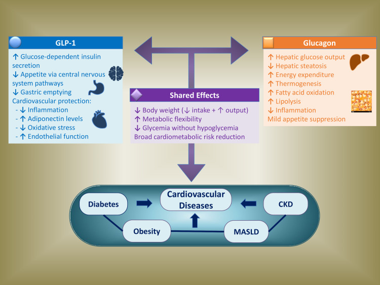 Efficacy of Dual Glucagon and Glucagon-like Peptide-1 Receptor Agonists Across the Cardiometabolic Continuum: A Review of Current Clinical Evidence.