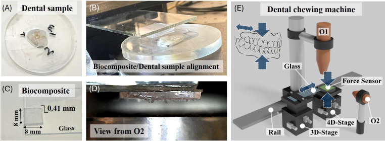 Novel experimental methods to investigate the effects of plant phytoliths on tooth enamel wear.