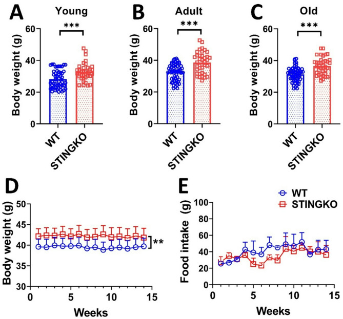 Loss of stimulator of interferon genes (STING) promotes accumulation of cholesterol and triglycerides throughout life in mice.
