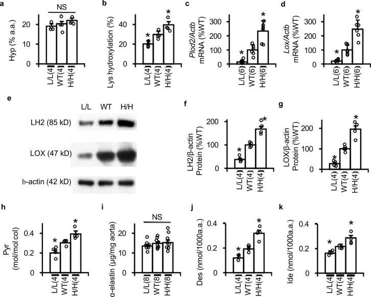 Proximal aortic aneurysms in mice underexpressing transforming growth factor-β1.