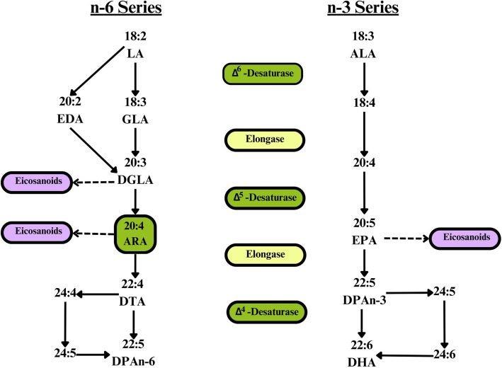 Arachidonic acid as a potentially critical nutrient for vegetarians and vegans - position paper of the Research Institute for Plant-based Nutrition (IFPE).