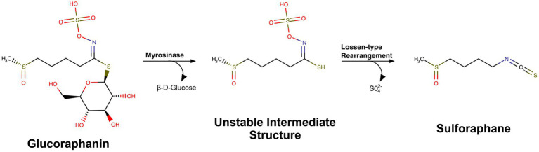 Broccoli for the brain: a review of the neuroprotective mechanisms of sulforaphane.