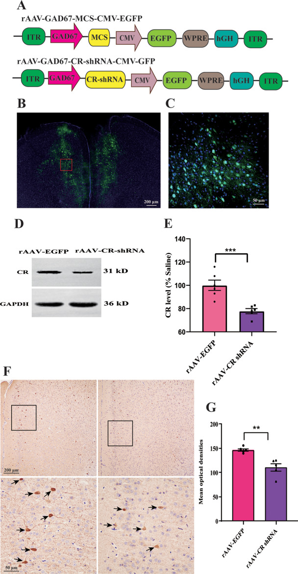 Deficiency of calretinin in prefrontal cortex causes behavioral deficits relevant to autism spectrum disorder in mice.