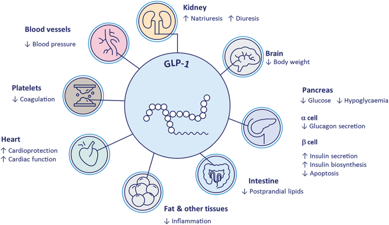 Semaglutide: a key medication for managing cardiovascular-kidney-metabolic syndrome.