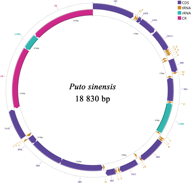 ﻿First mitogenome of the family Putoidae (Hemiptera, Coccomorpha) and its phylogenetic implications.