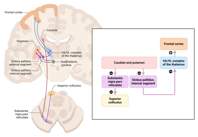 Neural Circuit Mapping and Neurotherapy-Based Strategies.