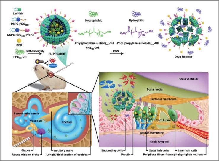 Recent Advances in Functionalized Nanoparticles for Targeted and Controlled Inner Ear Therapy via Localized Cochlear Delivery.