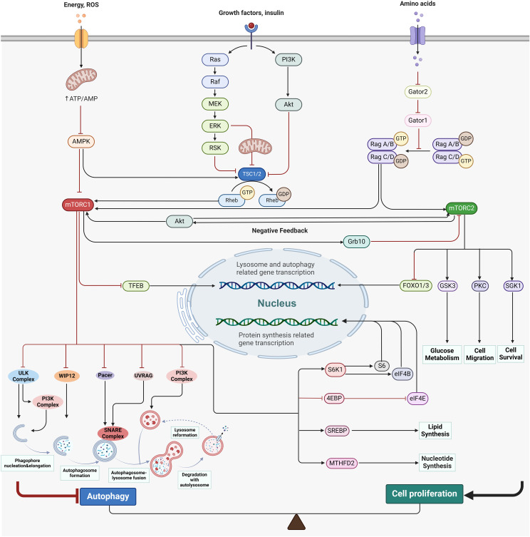 The dual role of mTOR signaling in lung development and adult lung diseases.