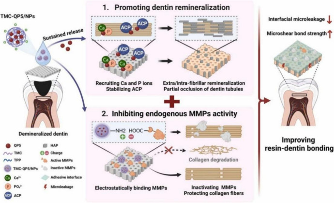 Biomineralization of dental tissues with natural drugs: a comprehensive review.