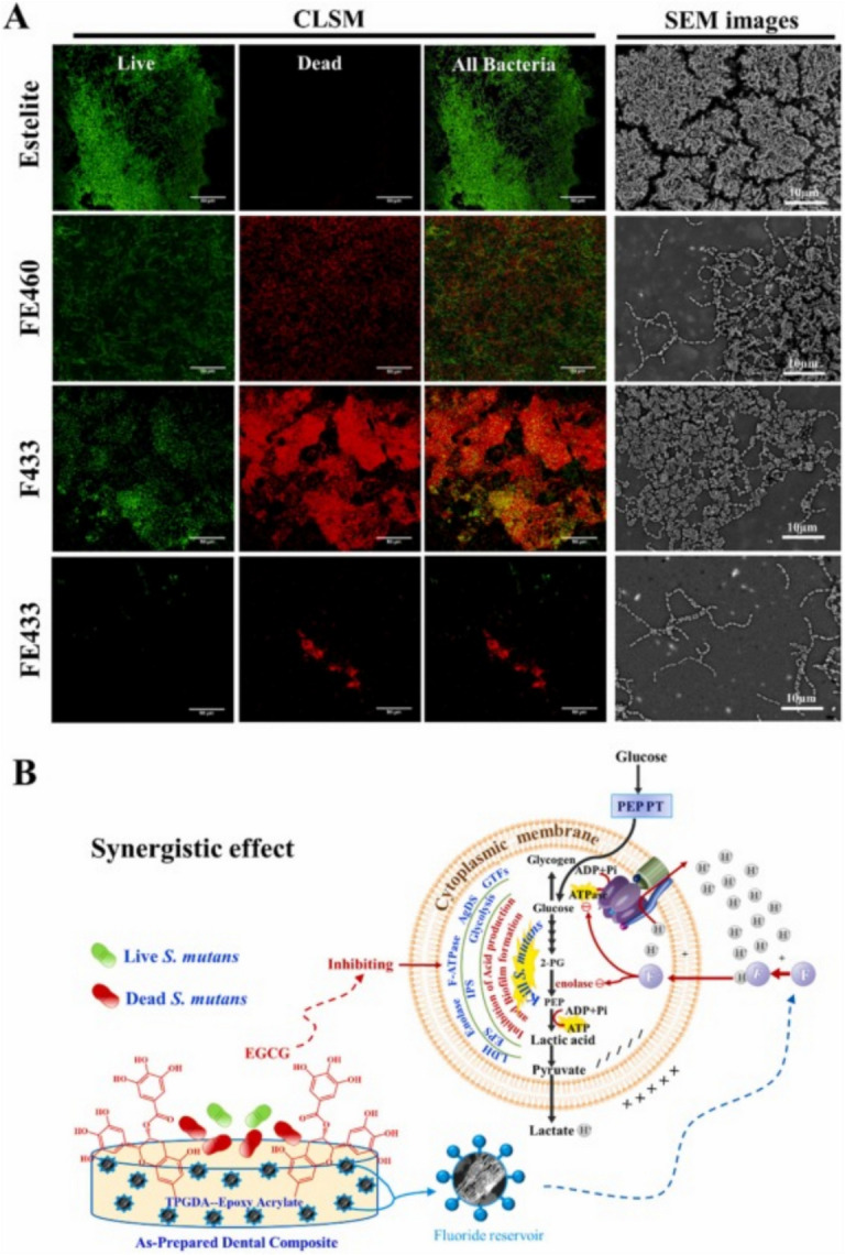 Biomineralization of dental tissues with natural drugs: a comprehensive review.