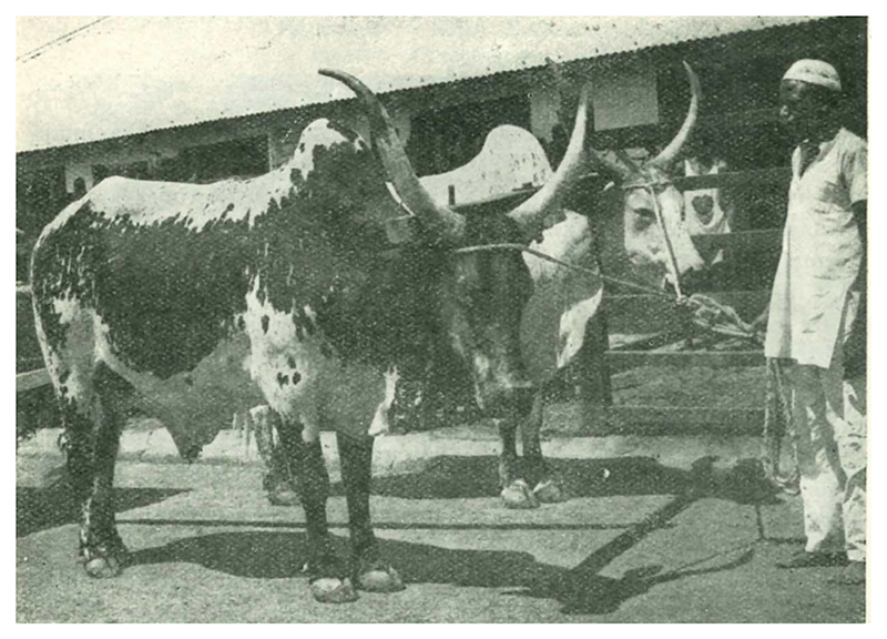 Hamitic race theory and African cattle classification, 1868-1971.