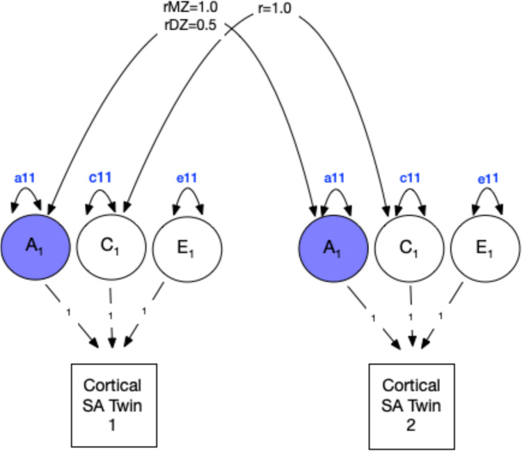 Measuring the Associations Between Brain Morphometry and Polygenic Risk Scores for Substance use Disorders in Drug-Naive Adolescents.