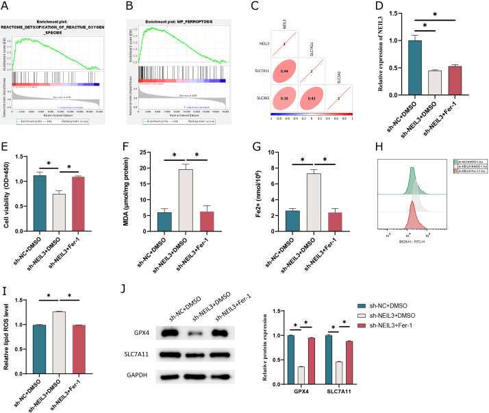 FOXM1 transcriptionally activates NEIL3 to inhibit ferroptosis in lung adenocarcinoma cells.