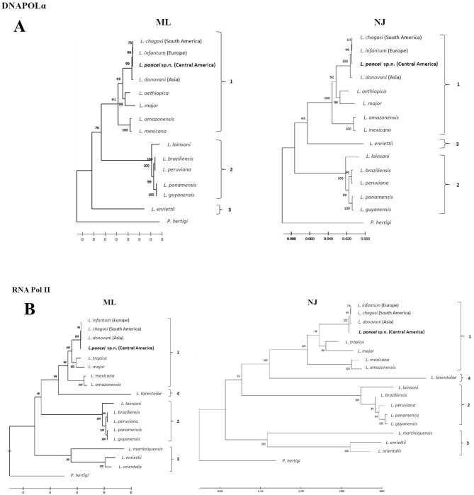 A comprehensive phenotypic and genotypic taxonomic review of Leishmania (Leishmania) poncei n. sp. (Kinetoplastea: Trypanosomatidae): a novel agent of cutaneous (non-ulcerated) and visceral leishmaniasis in Honduras, Central America.