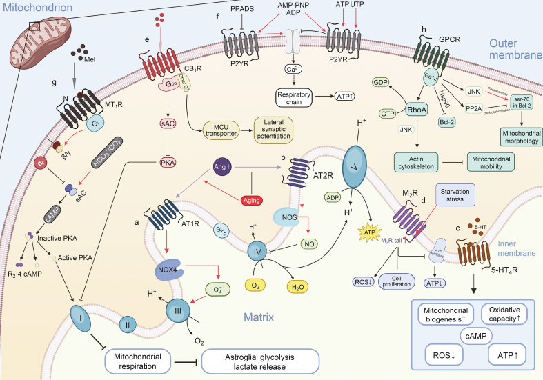 GPCRs identified on mitochondrial membranes: New therapeutic targets for diseases.