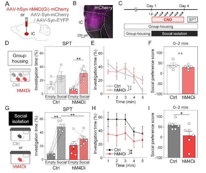Modulation of social valence by insular cortex activity during acute social isolation in mice.