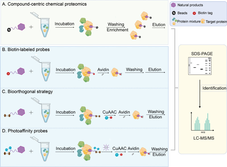 Target identification of natural products in cancer with chemical proteomics and artificial intelligence approaches.