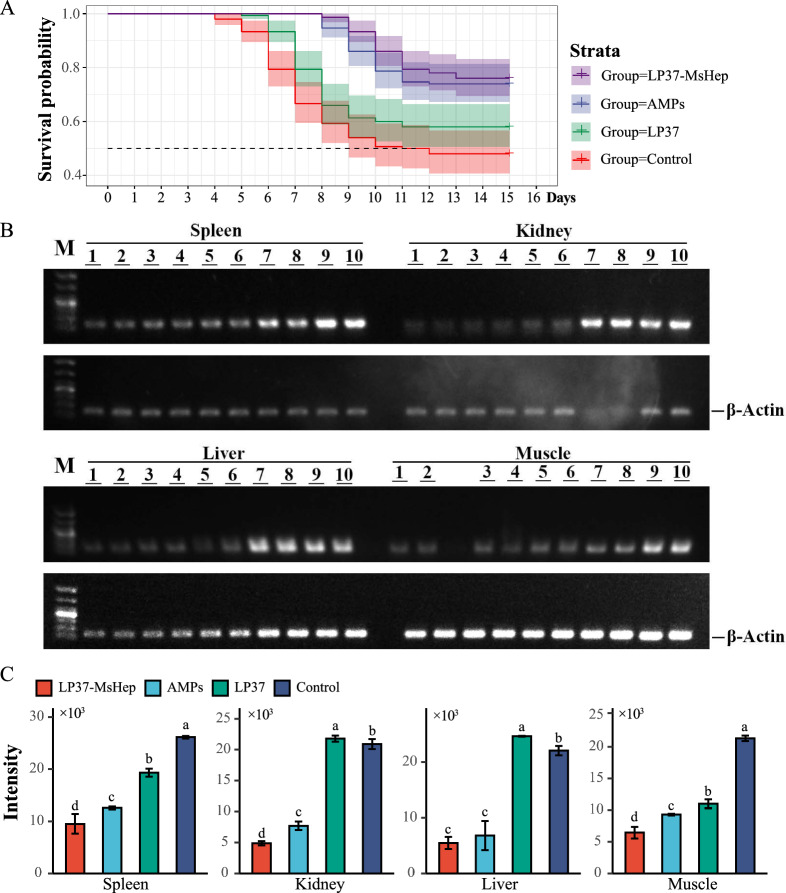 Construction and evaluation of recombinant Lactobacillus plantarum expressing Micropterus salmoides hepcidin.