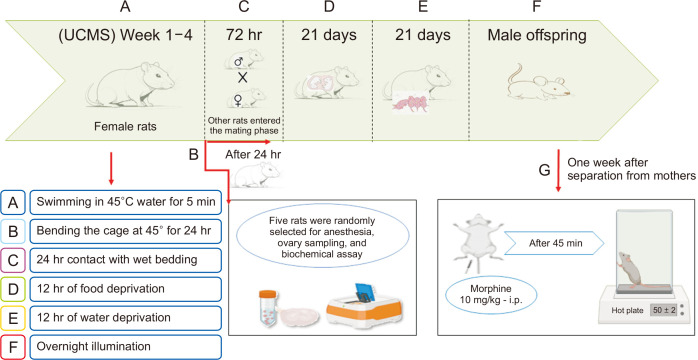 Effects of unpredictable chronic mild stress of female rats before pregnancy on morphine-induced antinociceptive tolerance in offspring.