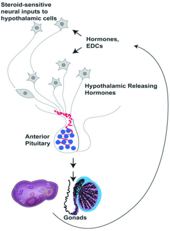 Role of personal care products as endocrine disruptors affecting reproductive age women.