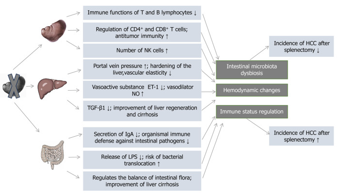 Splenectomy and risk of hepatocellular carcinoma.