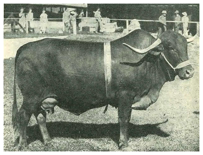 Hamitic race theory and African cattle classification, 1868-1971.