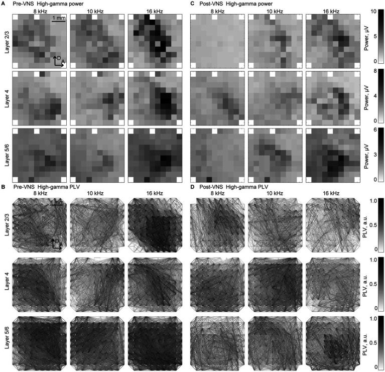 Vagus nerve stimulation modulates information representation of sustained activity in layer specific manner in the rat auditory cortex.