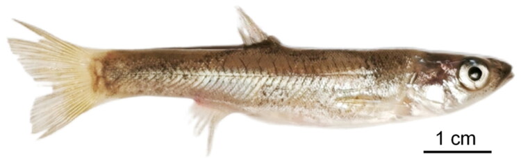 The complete mitochondrial genome of <i>Rhynchocypris czekanowskii</i> (Cypriniformes, Cyprinidae).