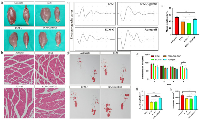 The role of Genipin crosslinked extracellular matrix loaded bFGF in the repair of peripheral nerve injury.