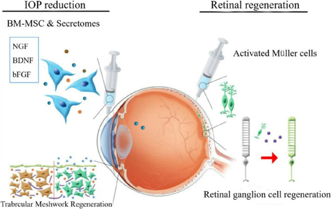 Correction to: Challenges and progress of neurodrug: bioactivities, production and delivery strategies of nerve growth factor protein.