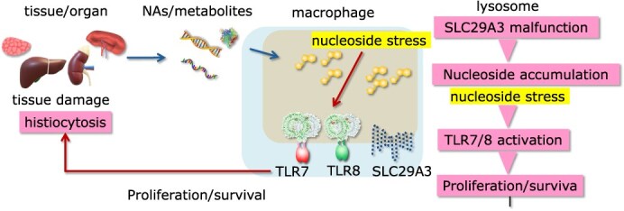Innate immune responses to lysosomal nucleic acid stress.