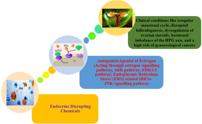 Role of personal care products as endocrine disruptors affecting reproductive age women.