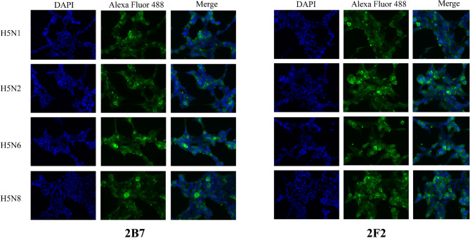 Quantum dot immunochromatographic strip for rapid and sensitive detection of H5 subtype avian influenza virus.