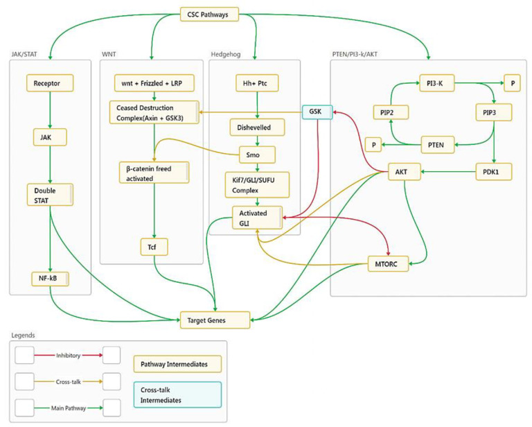 Navigating the Molecular Signaling: Deciphering Cancer Stem Cell Self-Renewal Pathways.